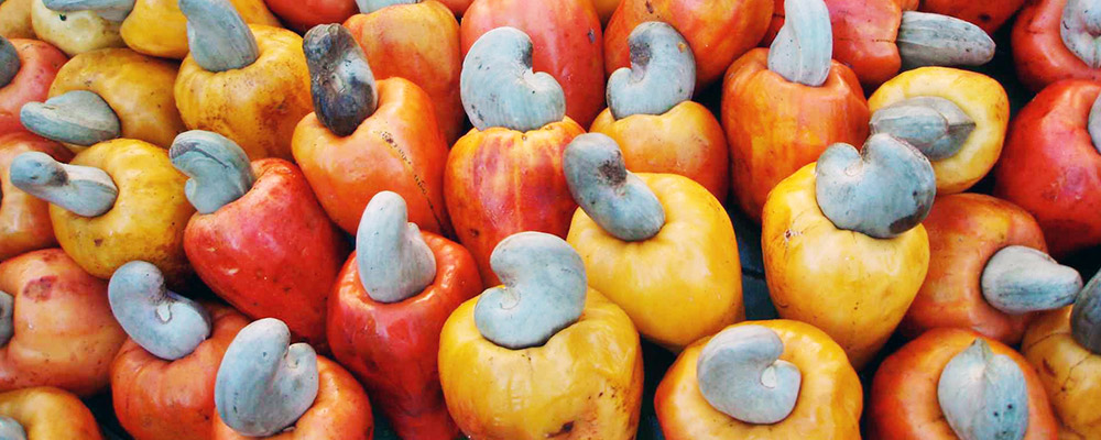 Essem Trading | Cashew Exporters Kollam